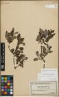 Foto von Salix myrsinifolia Salisb. x Salix phylicifolia L.